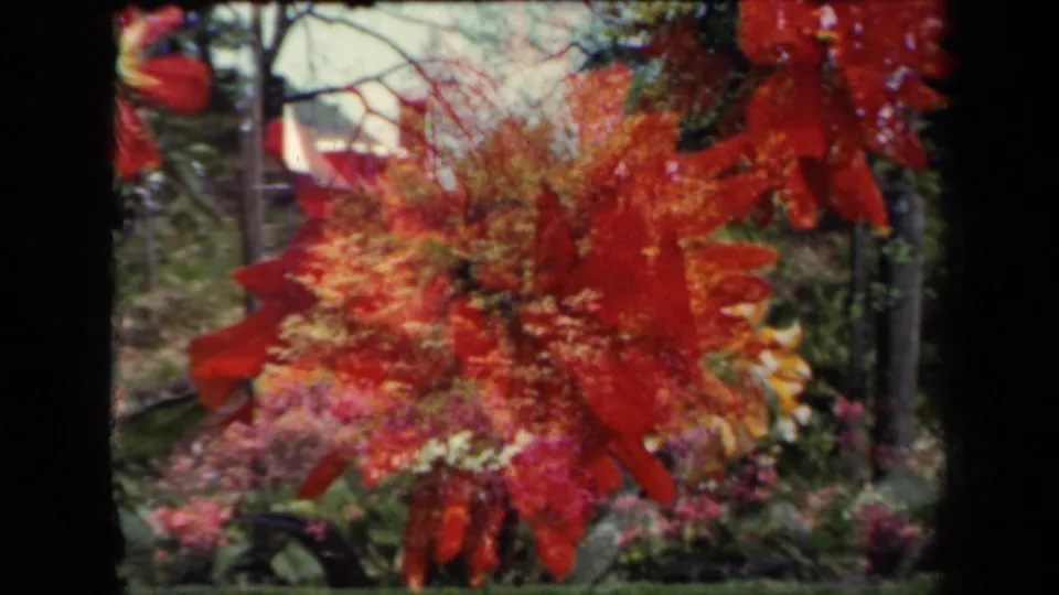 1941 New York 8mm frame showing a red dahlia partly off center amid pink flowers, greenery, and thin garden branches.