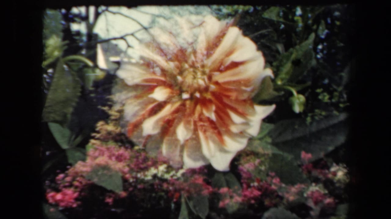 1941 New York 8mm frame showing a cream and reddish-orange garden flower near green leaves and pink blossoms.