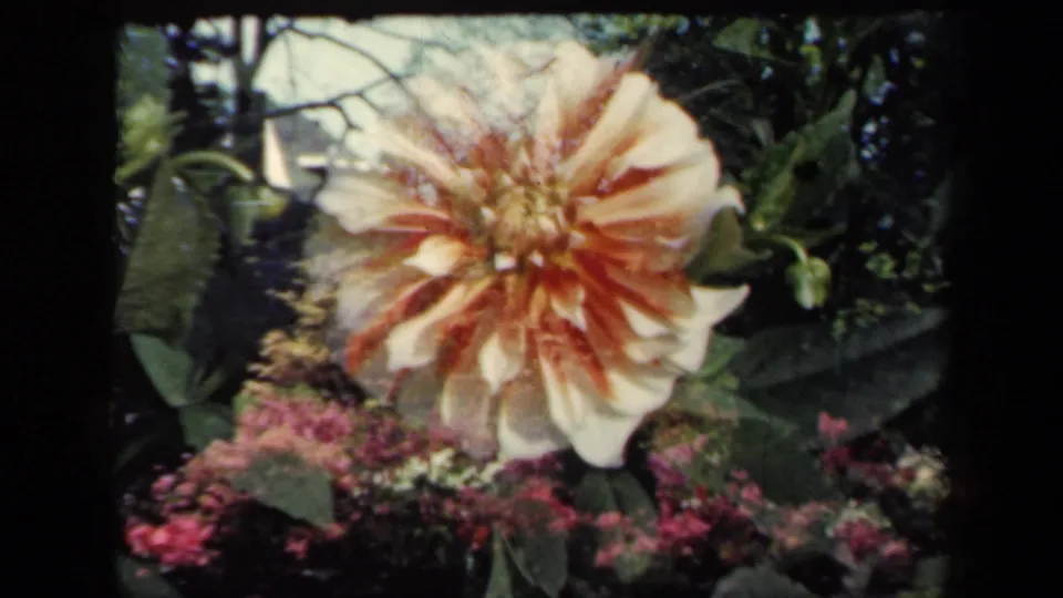 1941 New York 8mm frame showing a cream and reddish-orange garden flower near green leaves and pink blossoms.