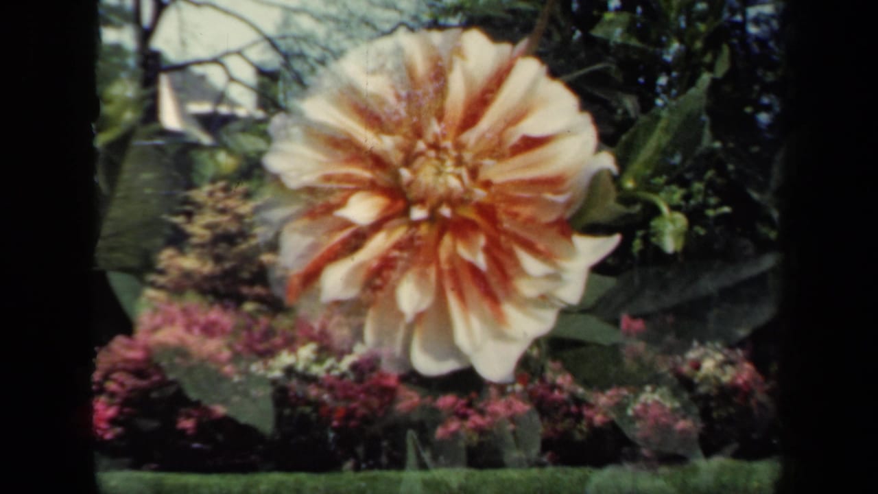 Large pale flower fills the frame with garden plants behind it.