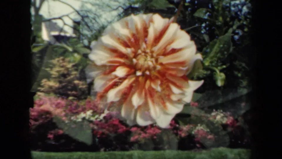 1941 New York 8mm still of a cream and orange flower leaning across green foliage and low pink blossoms.