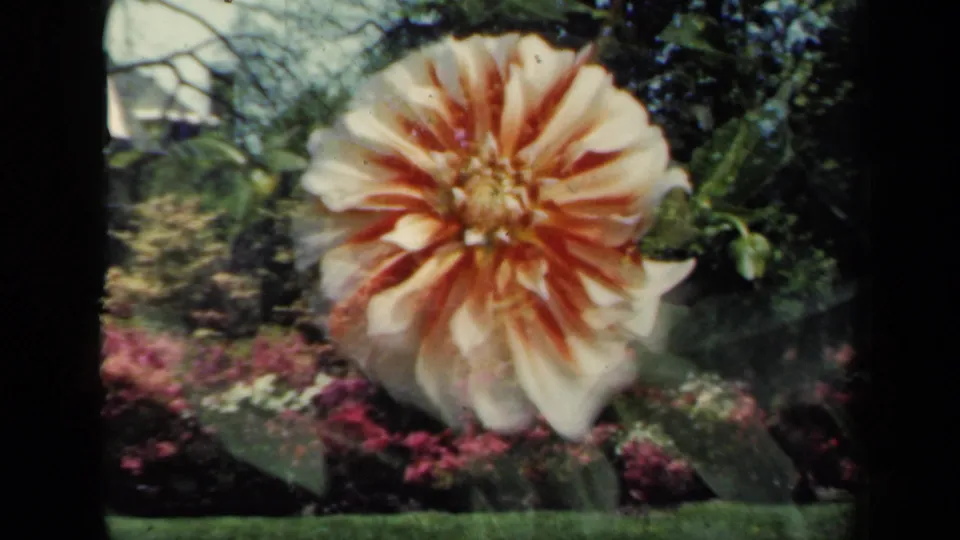 1941 New York home-movie frame showing the flower close up with leafy plants, grass, and pink blossoms around it.