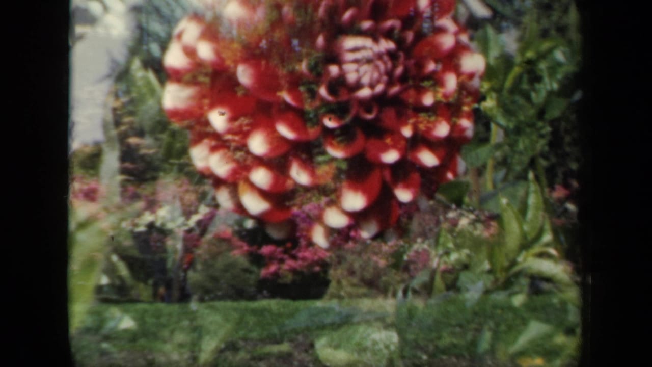 1941 New York 8mm frame showing a red dahlia with white-tipped petals against green garden beds and lawn.