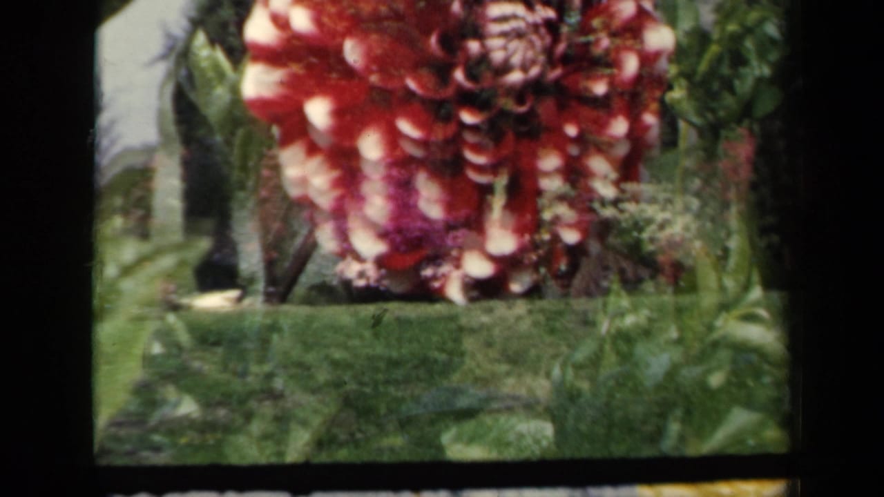 Large red-and-white dahlia over a lawn with surrounding garden plants.