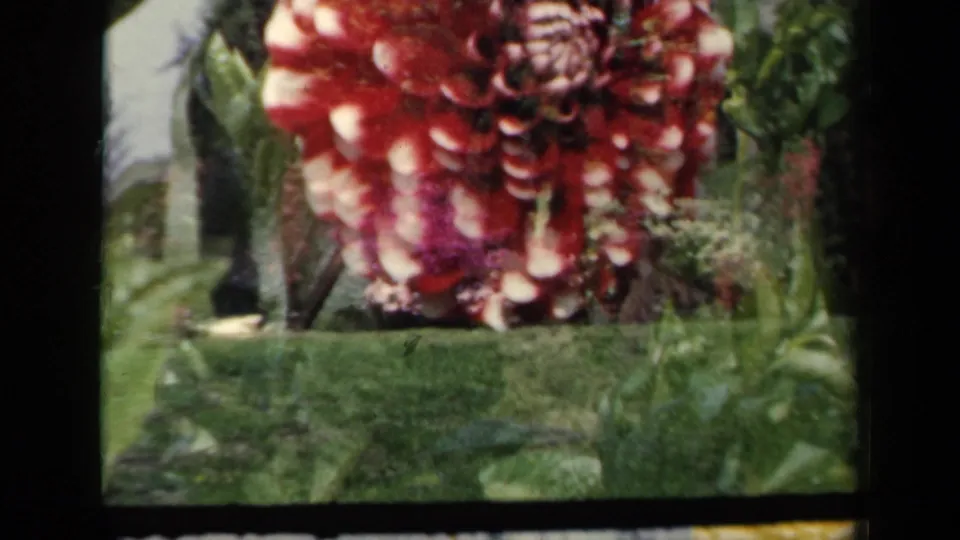 1941 New York garden footage frame with a red dahlia centered above green lawn and dense foliage.