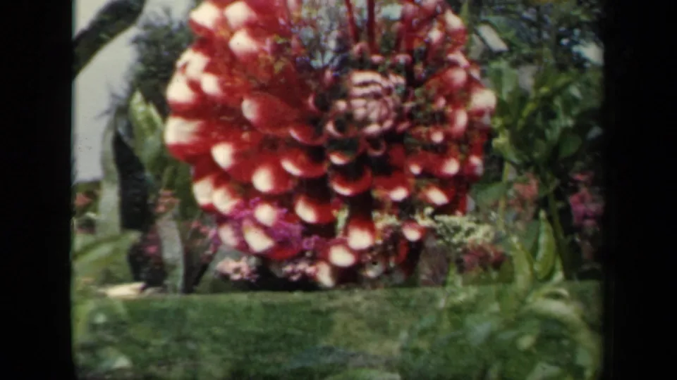 Close 8mm view of a red-and-white dahlia in a 1941 New York garden, with leaves and flower beds behind.