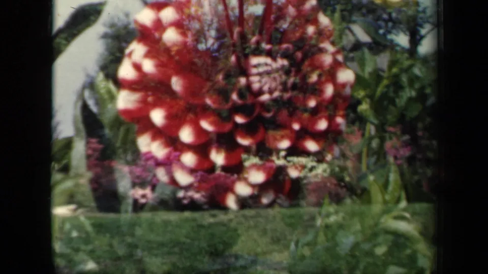 Final 8mm frame of the red dahlia against New York garden greenery, with soft color and visible film texture.