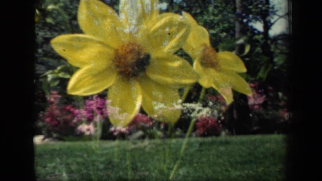 Large yellow dahlia in a garden with lawn, shrubs, and tall trees behind it.