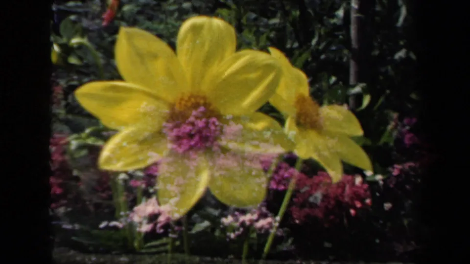1941 New York home-movie frame with a yellow dahlia and nearby smaller bloom in a lush garden bordered by shrubs and tall trees.