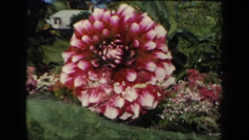 1941 New York 8mm frame showing a red-and-white variegated dahlia in a garden with lawn, low flowers, shrubs, trees, and a distant roofline.