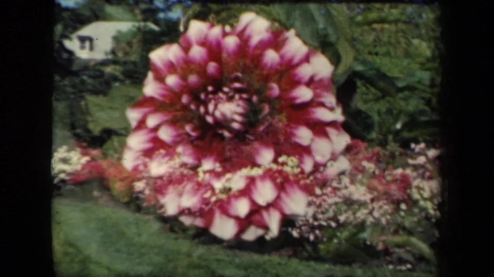 1941 New York home-movie frame centered on a red-and-white dahlia, with surrounding leaves, low flowers, lawn, trees, and a distant roofline.