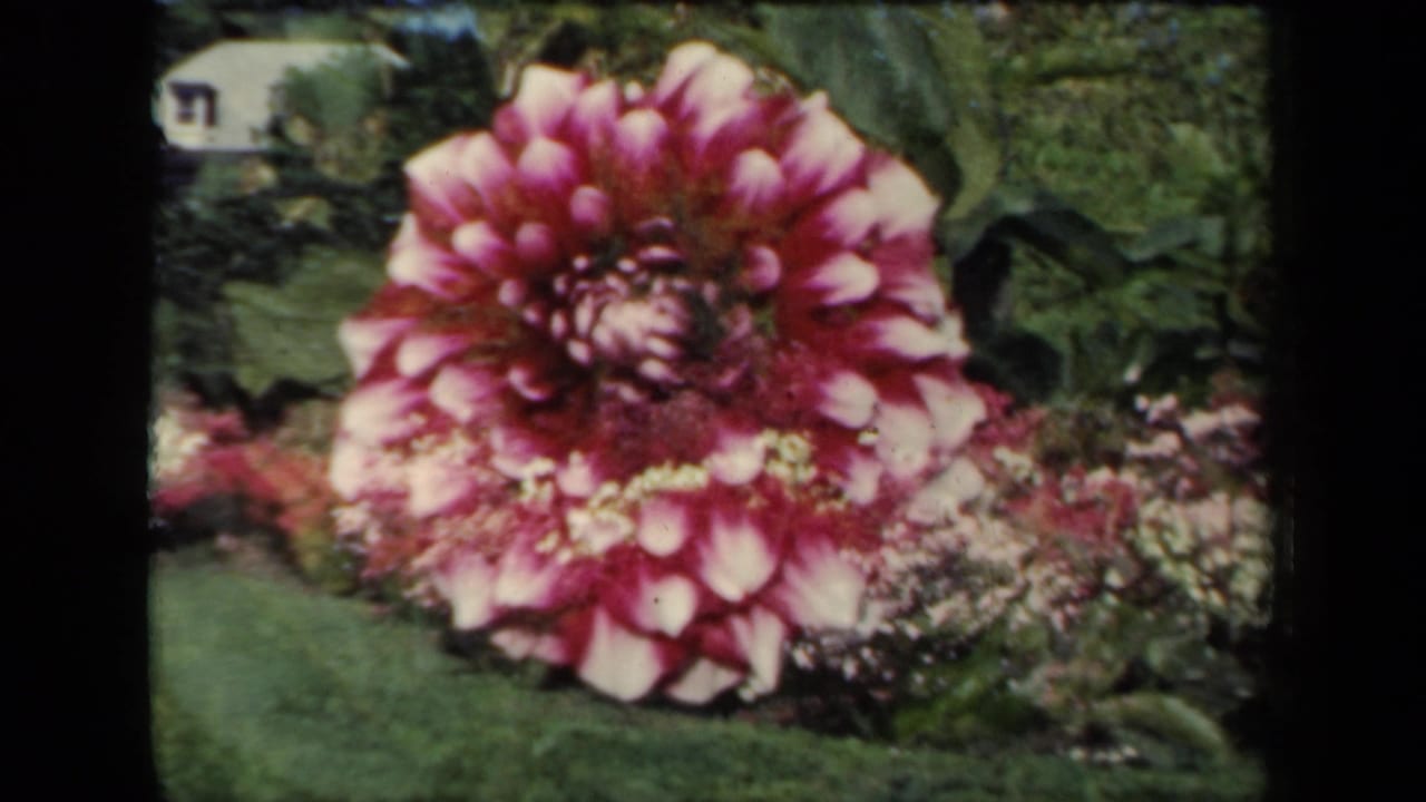 1941 New York 8mm frame showing a close view of a purple and white dahlia against a green garden with flowers behind it.