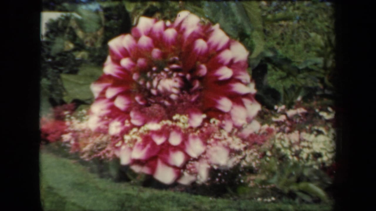 Purple and white dahlia beside low garden flowers and leafy plants.