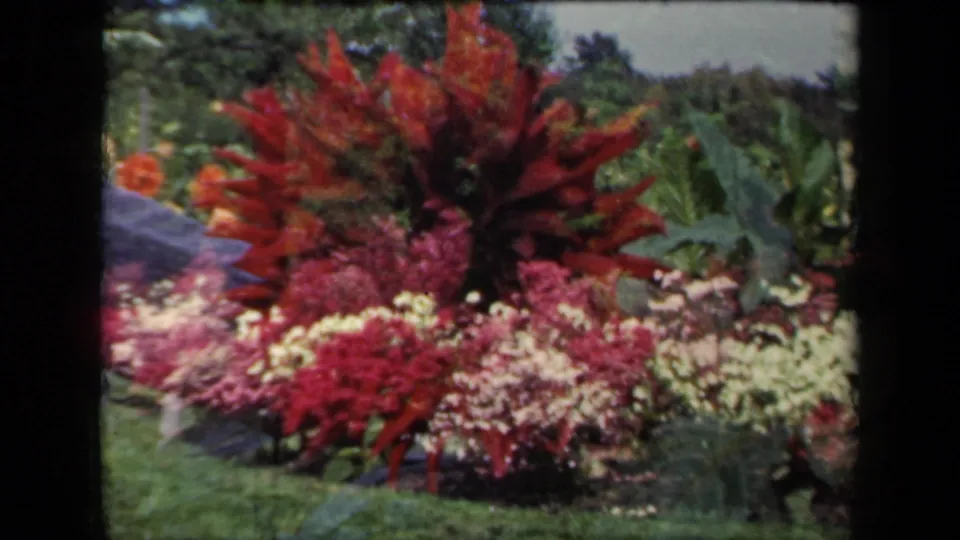 1941 New York 8mm frame showing a colorful garden arrangement with red foliage, pink and white flowers, and surrounding greenery.
