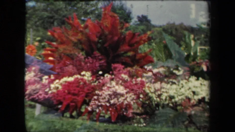 1941 New York home-movie frame with red foliage rising from a mixed flower bed of pink and white blooms in a garden setting.