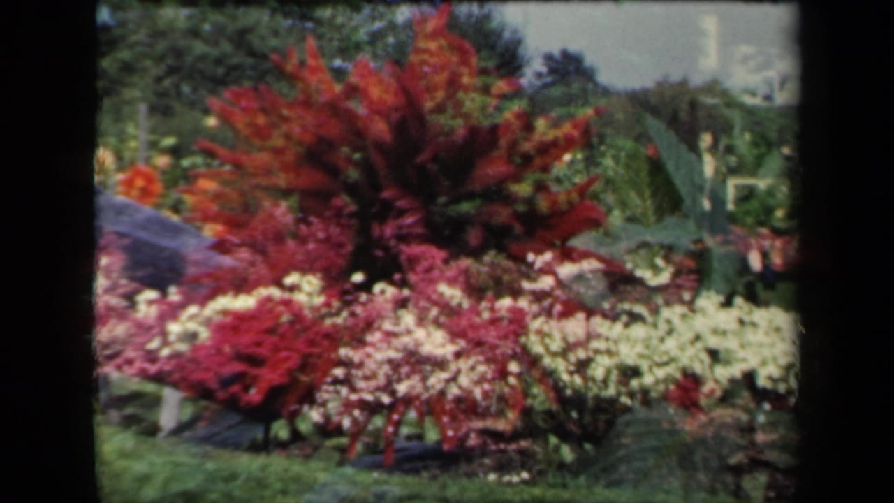 1941 8mm home-movie frame of a New York garden display with red foliage, pale flower clusters, lawn, and trees.