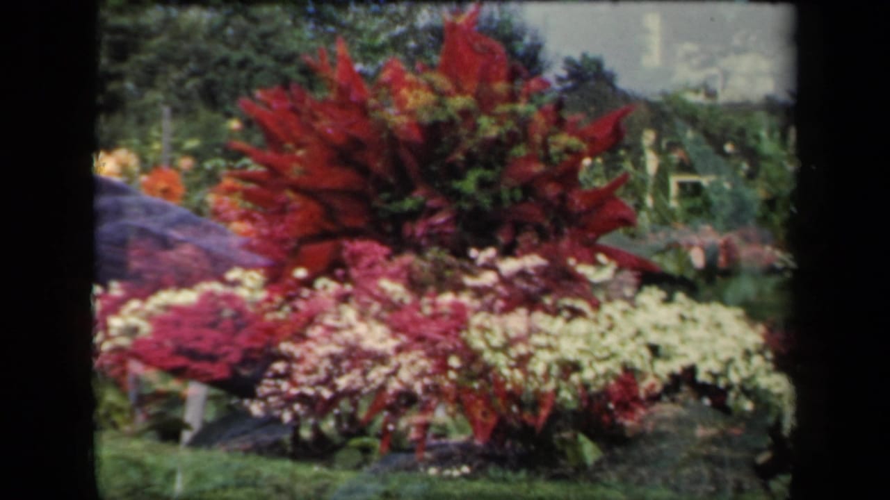 Red and white flowers in a sunny garden with leafy plants behind them.