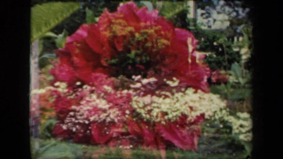 Close 1941 8mm view of a large red-pink flower above white clusters and green leaves in a New York garden.