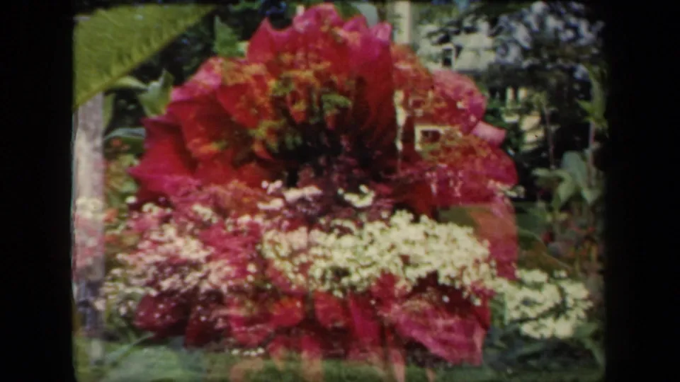 Color 8mm garden close-up from 1941 New York showing a red-pink bloom, pale flowers, and layered green foliage.