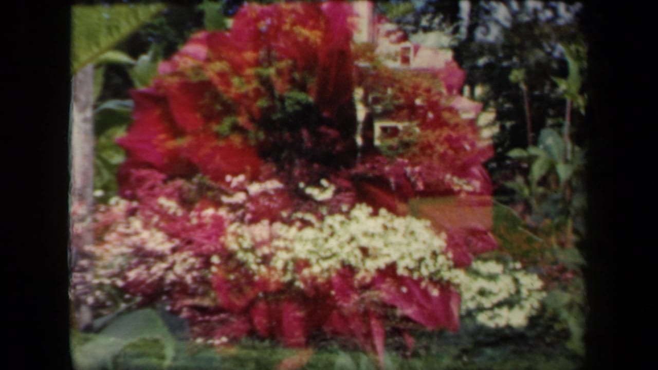 Red flower and small white blossoms in a leafy garden with trees behind.
