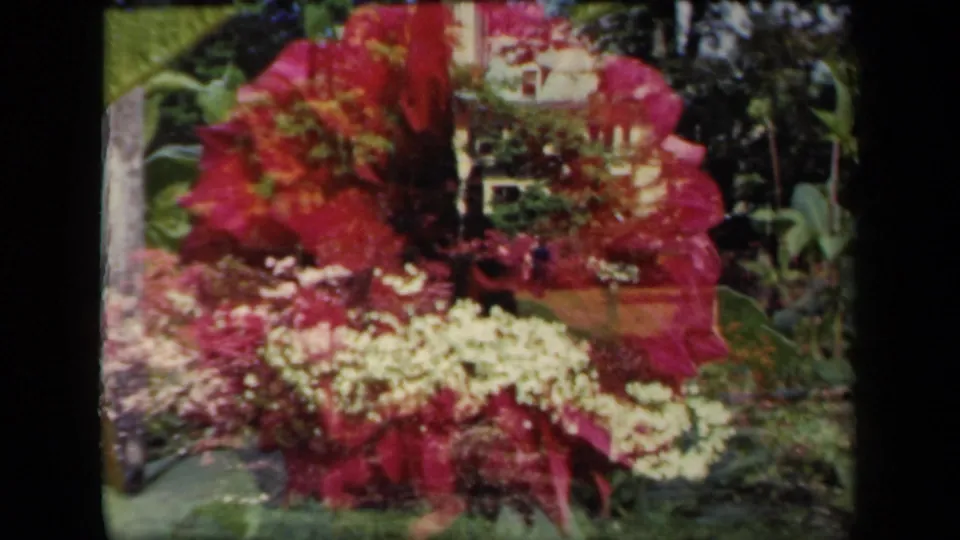 1941 New York garden footage frame with red blooms, white flower clusters, leafy plants, and a distant house or garden structure.