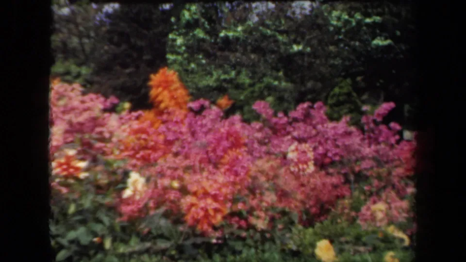 1941 New York home-movie frame showing a wider garden bed of pink and orange flowers bordered by shrubs and trees.