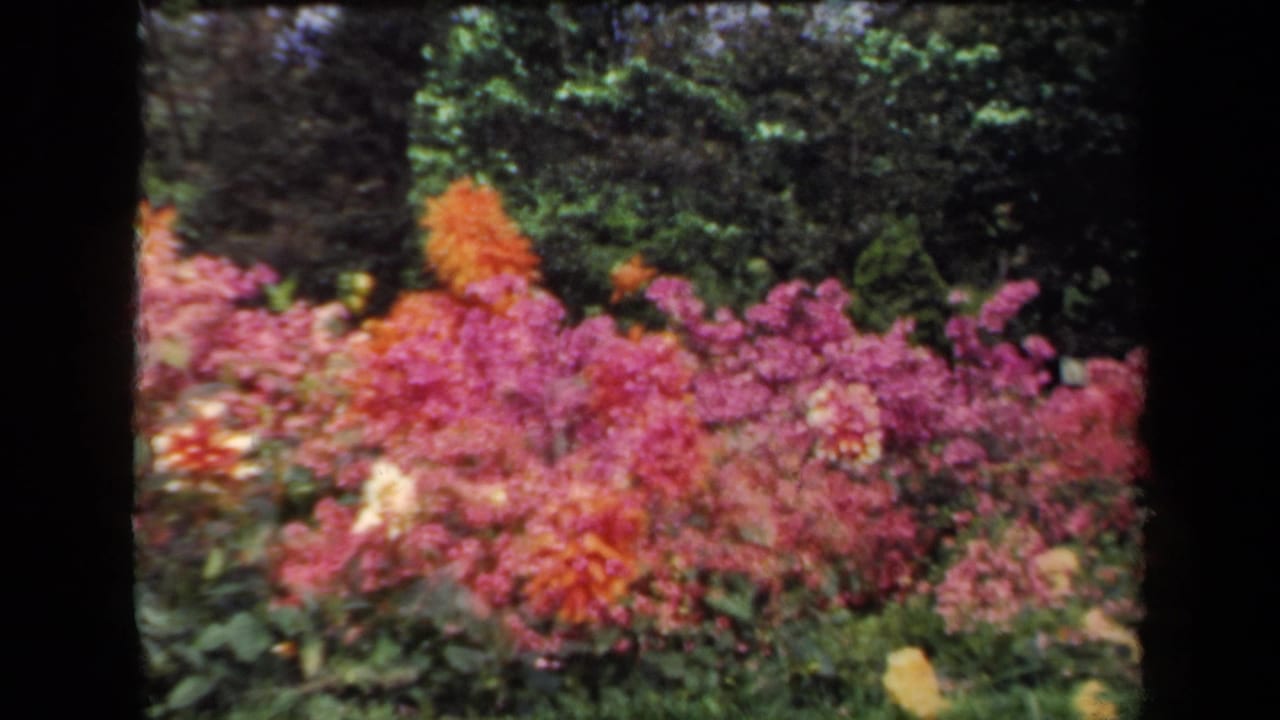 Bright flower bed with pink blooms, orange flowers, and leafy background.