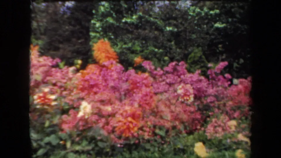 Archival 8mm view of a New York garden bed in 1941, with saturated pink and orange flowers beneath green foliage.