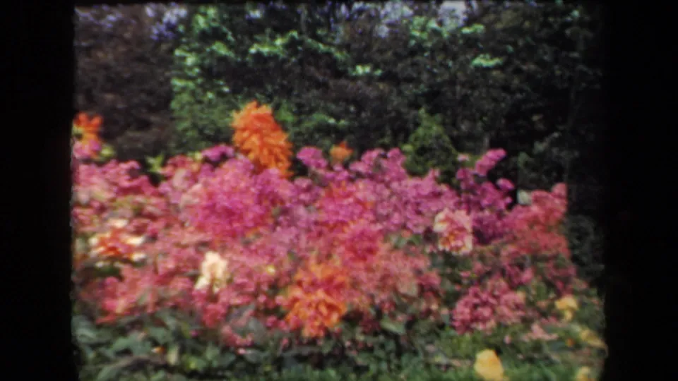 1941 New York home-movie frame with a low view across pink flower clusters and orange blossoms in a garden bed.