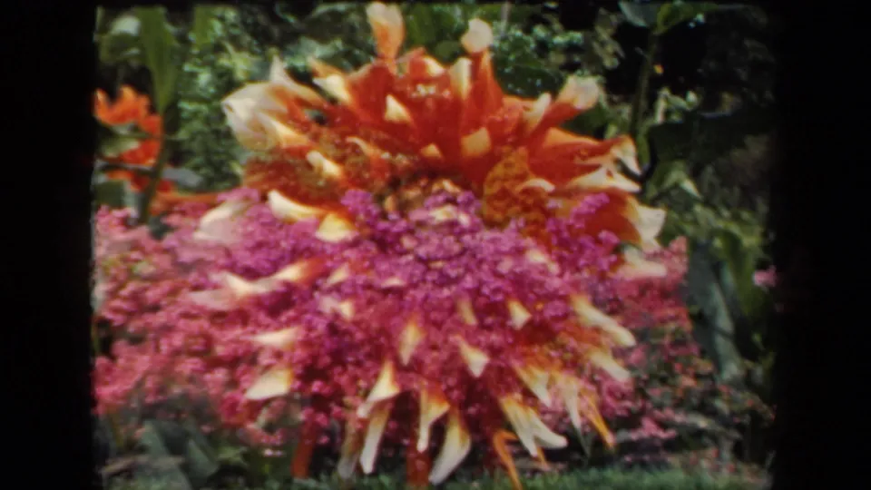 Close 1941 New York 8mm garden frame showing a large orange and cream flower rising over pink blossoms and foliage.