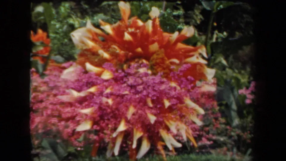 1941 New York 8mm frame showing a saturated close view of an orange and pink dahlia with magenta blooms and green foliage.