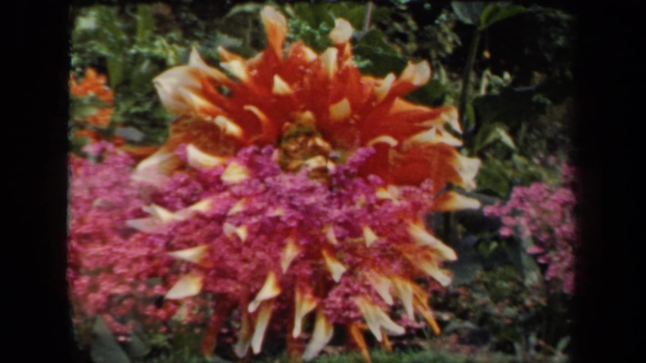 Orange dahlia and magenta flowers framed by green garden leaves.
