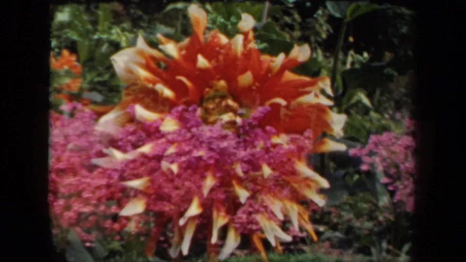 1941 New York 8mm frame with an orange dahlia near the center, surrounded by magenta blooms, leaves, and soft home-movie grain.