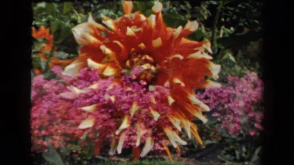 1941 New York 8mm frame showing an orange dahlia tilted over dense pink and magenta flowers with leafy garden background.