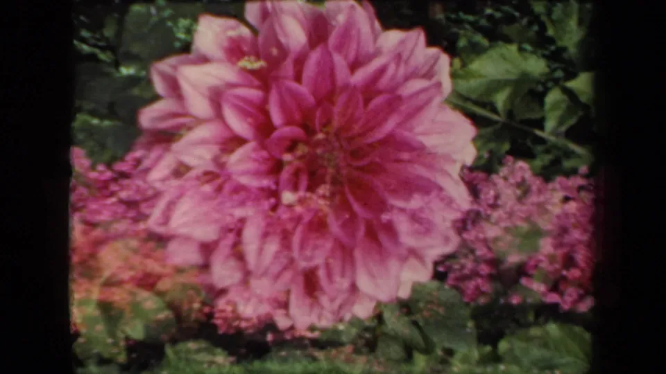 1941 New York 8mm frame showing a large pink dahlia in close-up, bordered by magenta flowers, green foliage, and dark film edges.