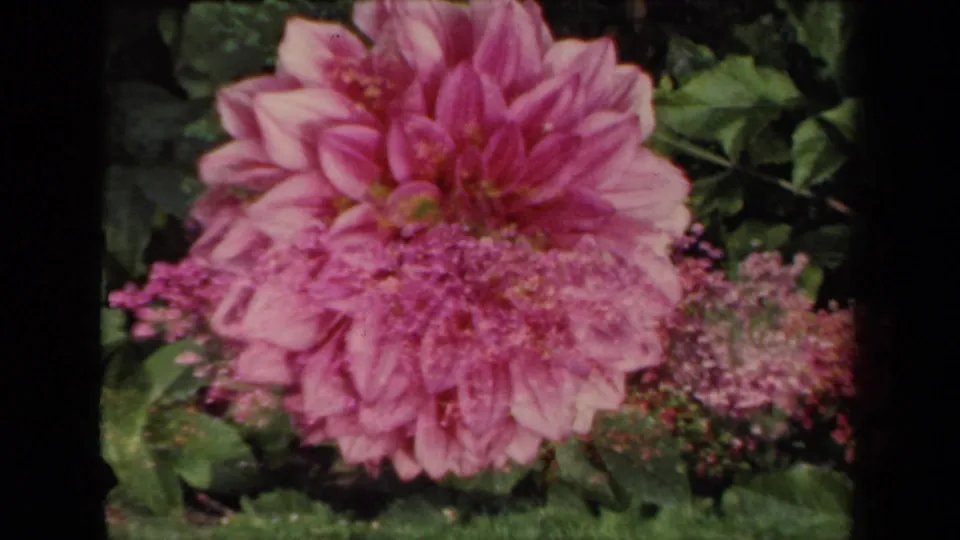 1941 New York 8mm frame showing a large pink dahlia in soft focus, with green foliage and small purple flower clusters behind it.