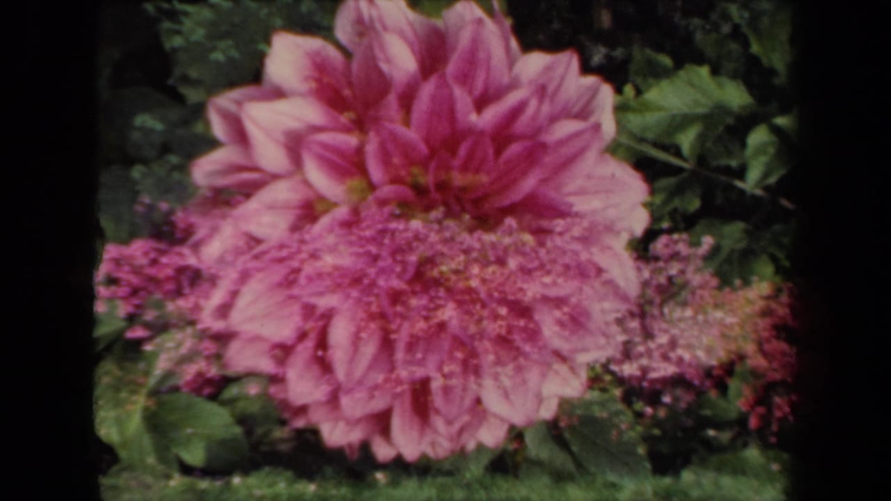 1941 New York 8mm close-up of a pink dahlia, framed by leafy garden growth and purple flower clusters with visible film softness.