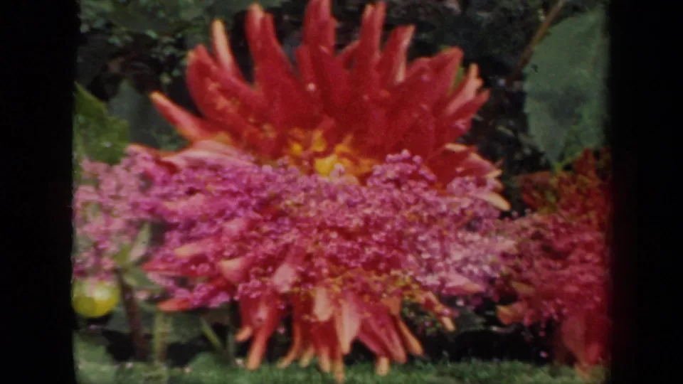 1941 New York 8mm frame showing a red-orange dahlia behind purple flower clusters, with garden leaves and film-edge borders visible.