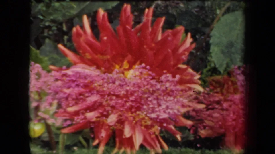 1941 New York 8mm garden frame with a red-orange dahlia, purple foreground blossoms, green leaves, and soft physical-film texture.