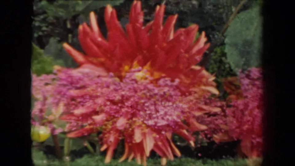 1941 New York 8mm frame showing a red dahlia rising over dense pink blossoms, with green leaves behind and dark film edges visible.