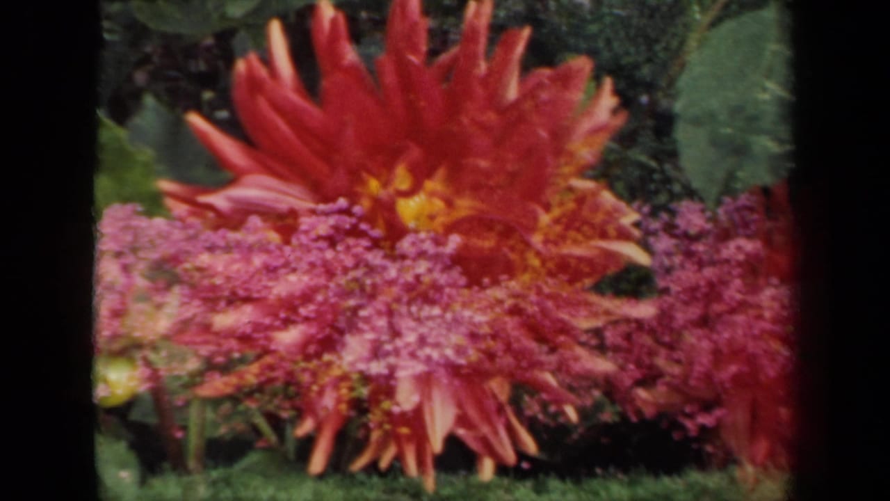Red dahlia and pink blossoms framed by green foliage and black film edges.