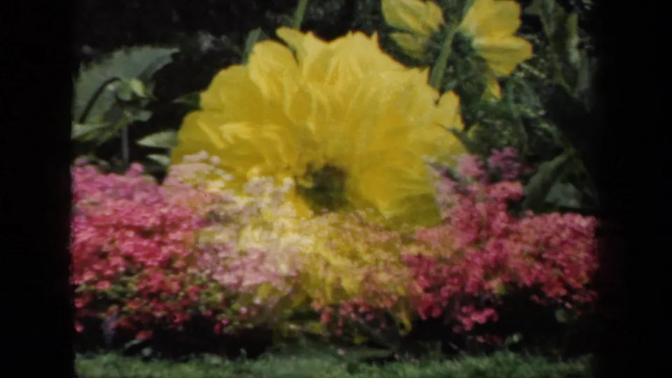 1941 New York 8mm frame showing a large yellow dahlia partly obscured by pink blossoms, with greenery and another yellow flower behind it.
