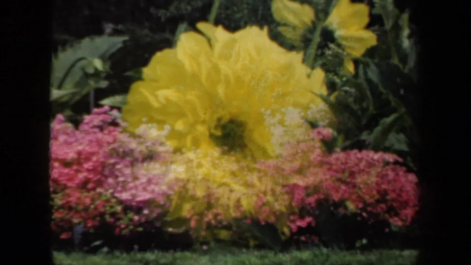 1941 New York 8mm close-up of a yellow dahlia surrounded by pink blossoms and green foliage, with dark borders from the scanned film frame.