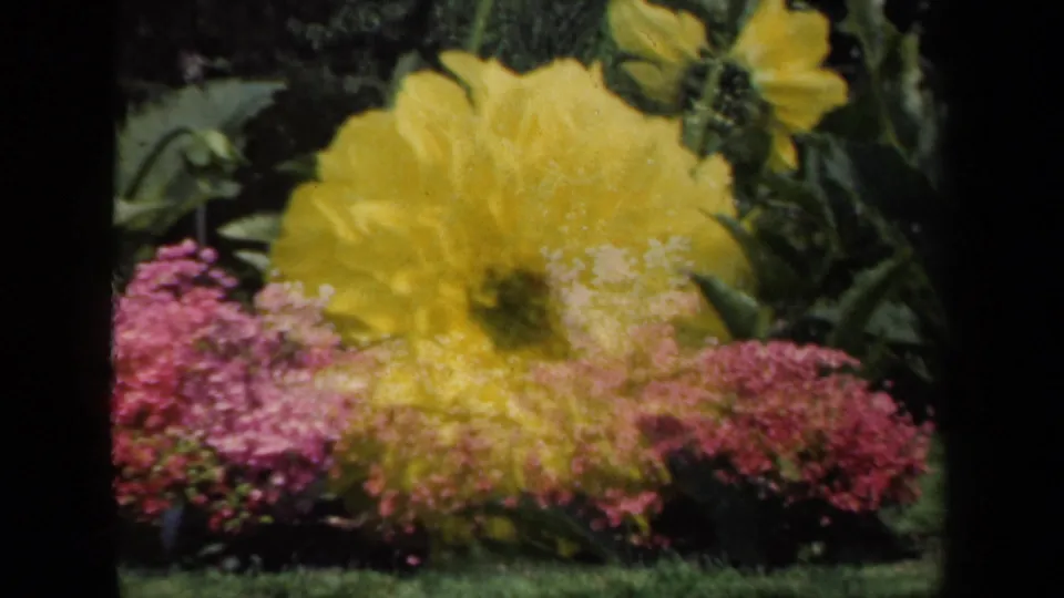 1941 New York 8mm frame showing a yellow dahlia with pink blossoms and green foliage in a close garden view.