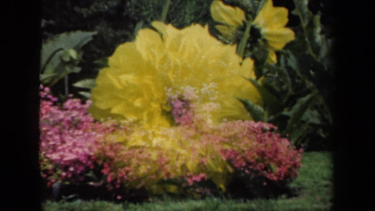 Close 8mm garden view from the New York home movie, with a yellow dahlia rising above pink blossoms.