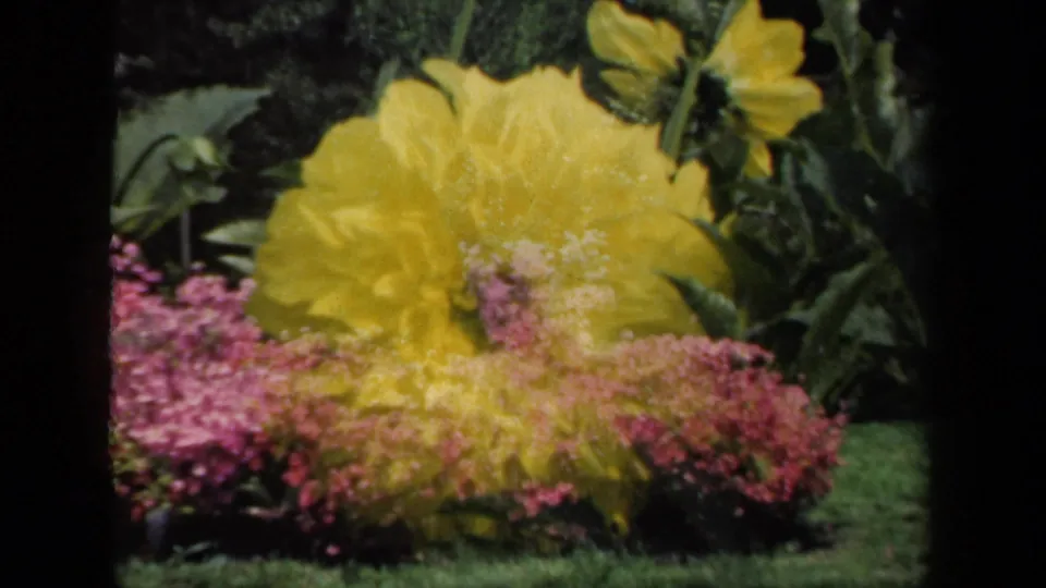 Close 8mm garden view from the New York home movie, with a yellow dahlia rising above pink blossoms.