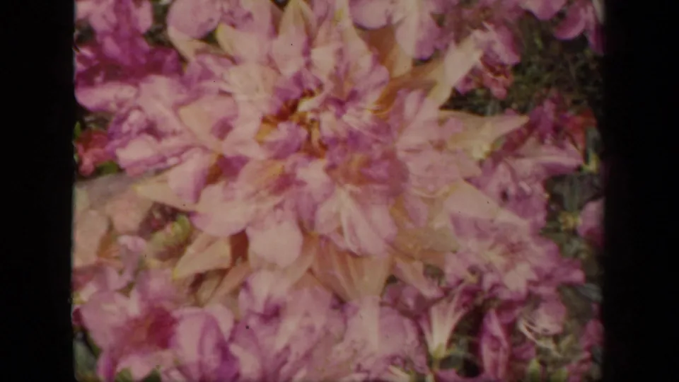 1941 8mm frame showing pale pink and magenta flowers in soft focus within a cultivated New York garden scene.