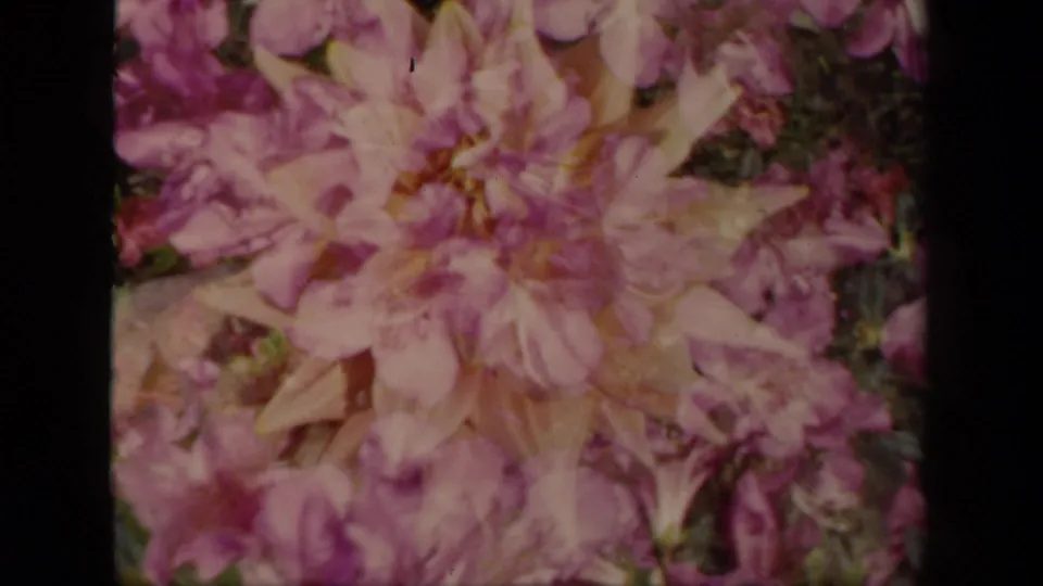 Vintage 8mm frame from the New York garden clip showing pale pink blossoms with magenta tones and green leaves.
