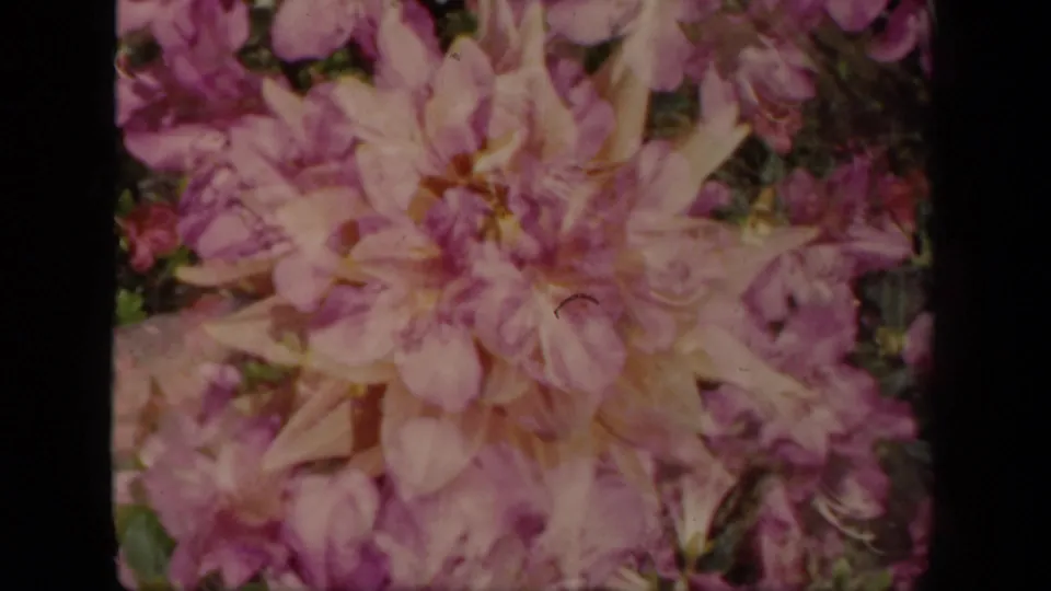 1941 New York 8mm frame showing pale pink blossoms in soft focus with visible dark film edges and layered exposure.