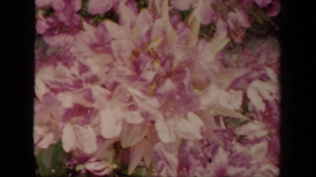 1941 New York home-movie frame with a pale pink flower cluster, green background detail, and dark vertical film borders.